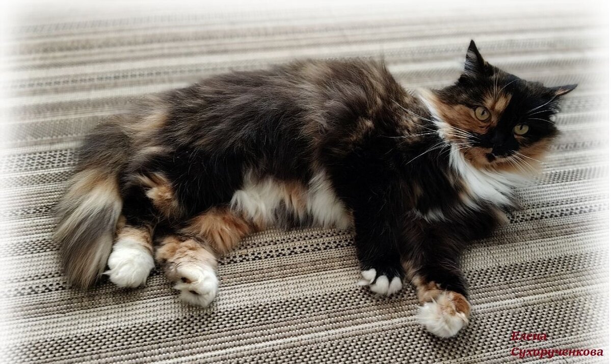 Сибирская кошечка - Елена Сухорученкова