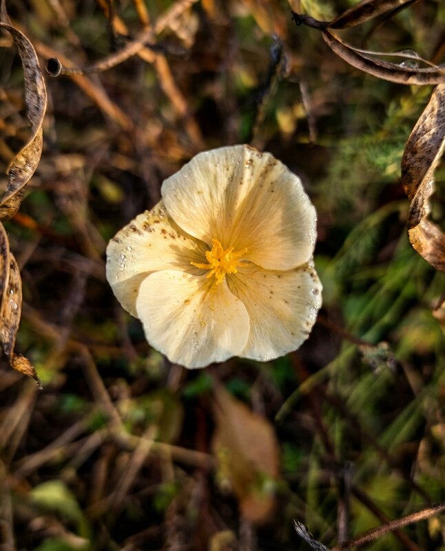 Кремовая эшшольция - Лилия 