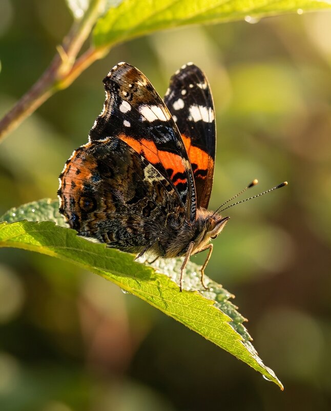 Бабочка на листочке - Лилия 