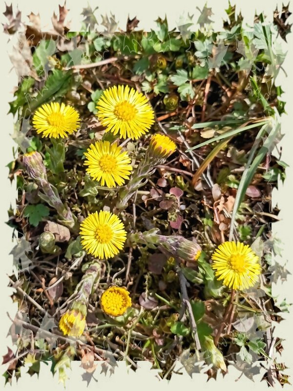 Мать-и-мачеха - Veera V