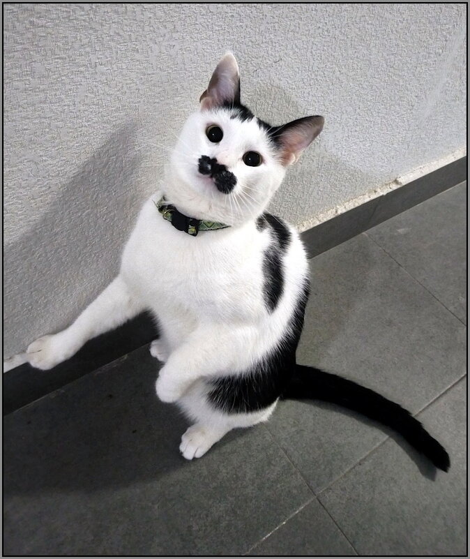 Встреча с Ёриком - Ольга Довженко