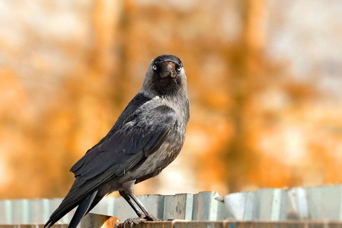А ты снимаешь, да? - Татьяна Бравая