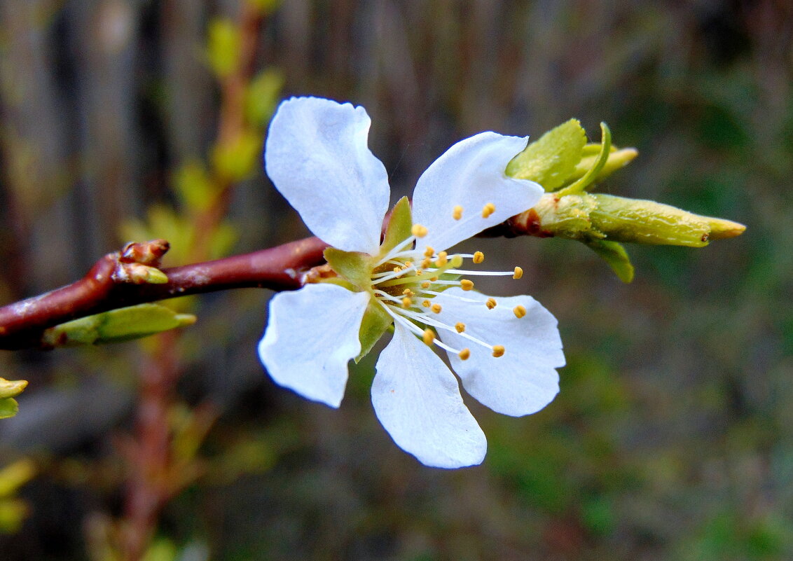 Цветочек от весны. - nadyasilyuk Вознюк