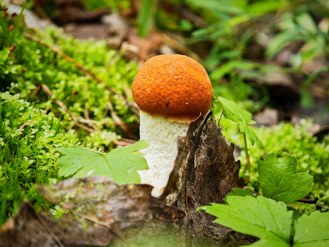 Гриб - Александр 