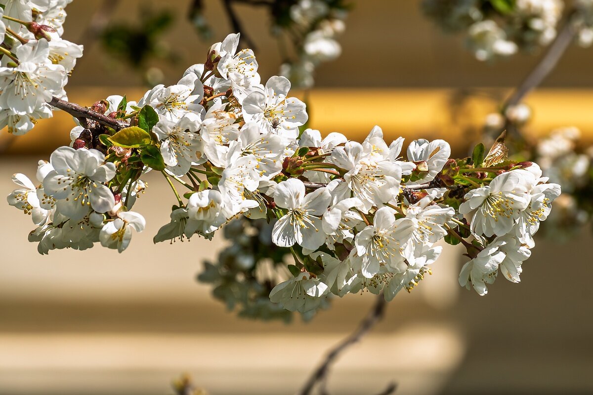 Цветет вишня - Игорь Сикорский