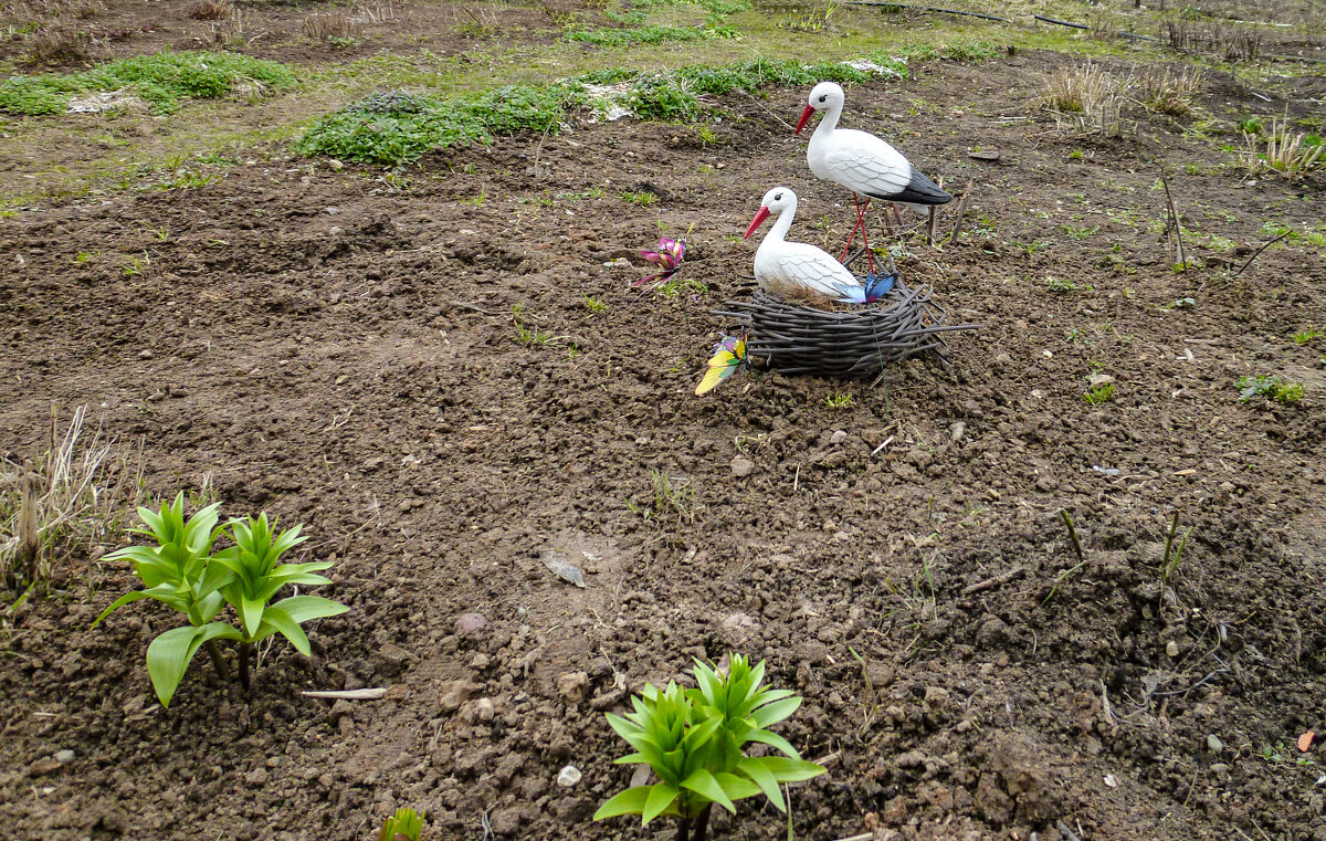 Аист - святая птица. - Михаил "Skipper"