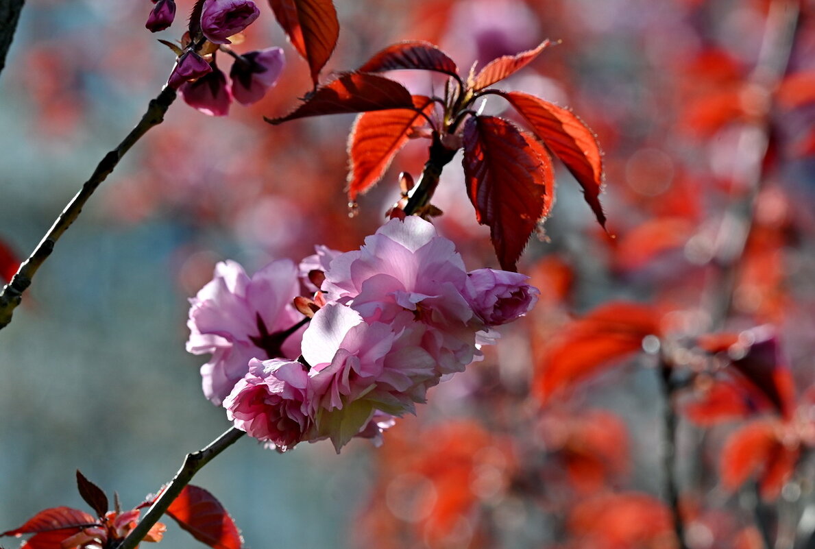 Вишня мелкопильчатая... - Николай Саржанов