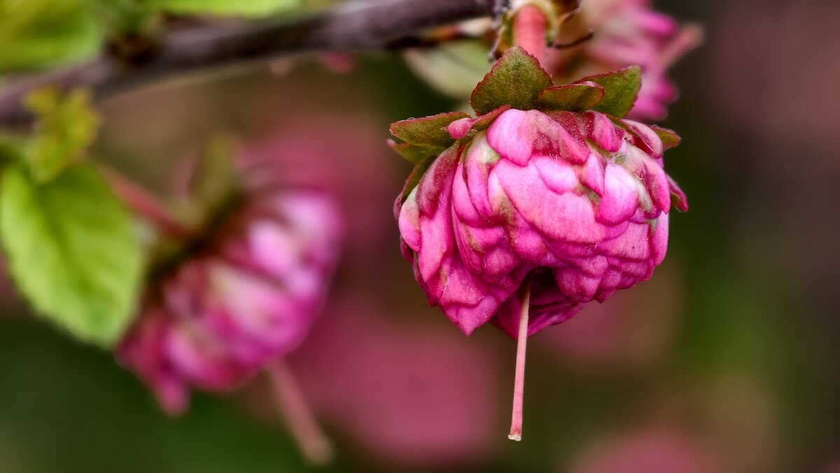 Луизиания - Мариша Тим