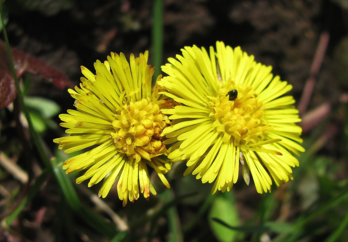 Солнышки - Людмила Смородинская