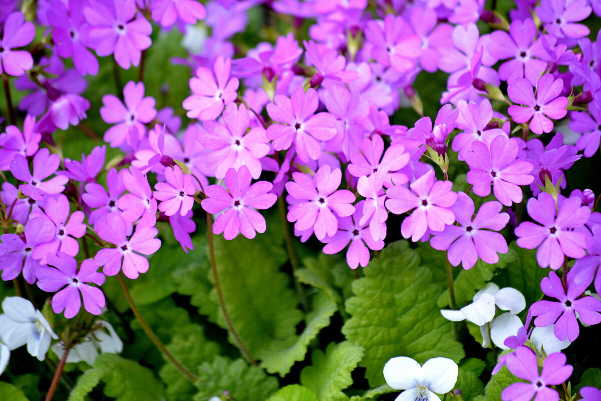 Поздняя примула - Татьяна Лютаева