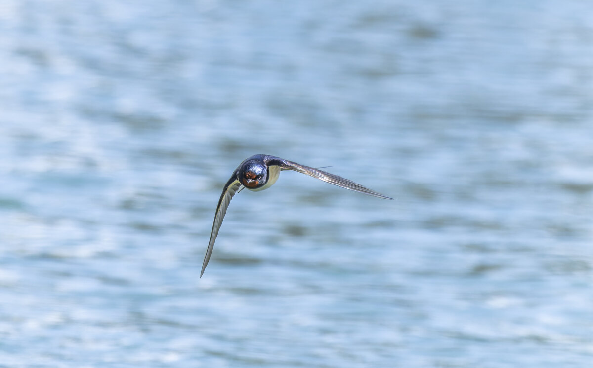 ласточка деревенская - юрий макаров