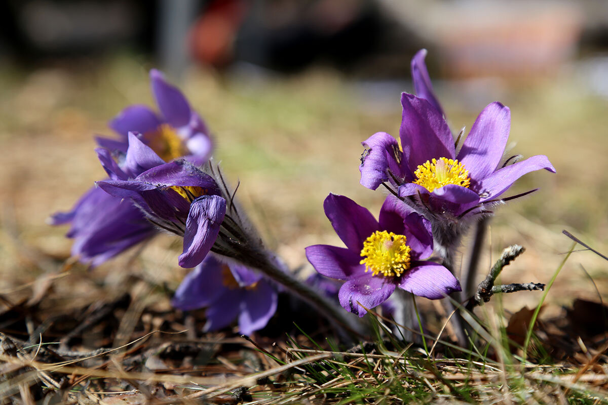 Весна увядает. Скоро лето - Сергей Сомихин