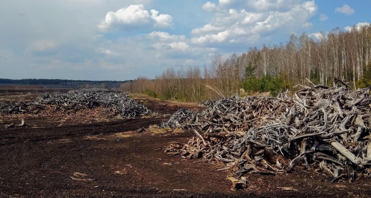 На болотах. - delete (id213252) 