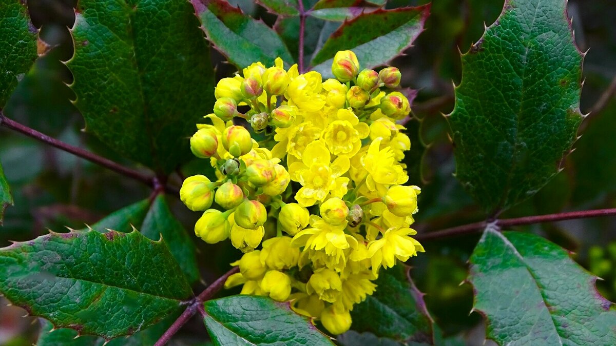 Магония падуболистая. - Милешкин Владимир Алексеевич 