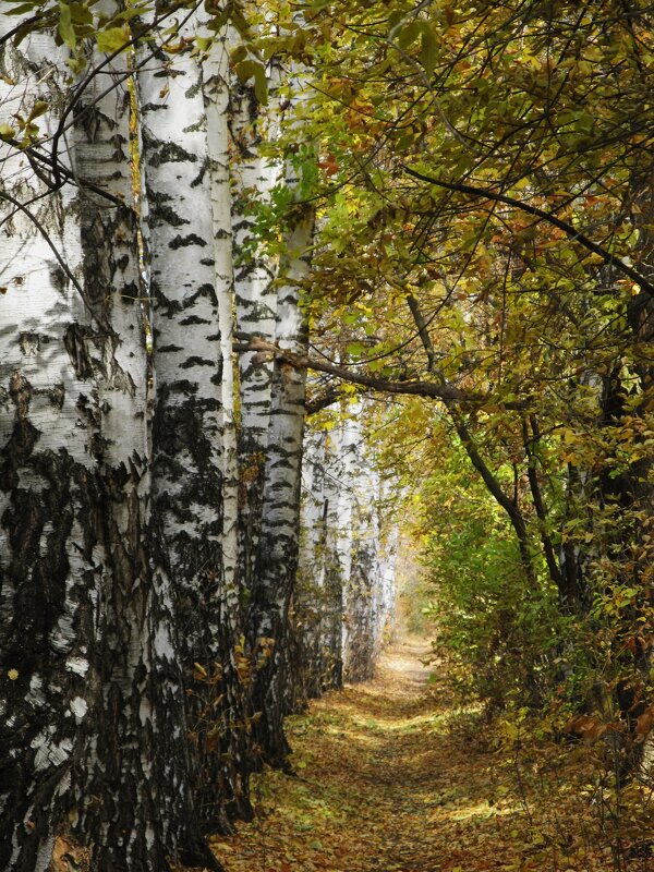 прогулка по берёзовой аллее - Елена Шаламова