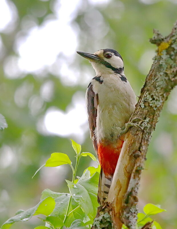 разведчица... - Andrey Bragin 