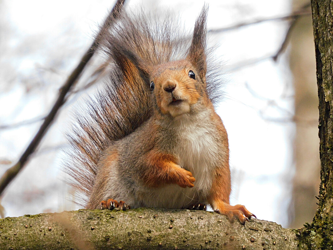 Белка - Лина 