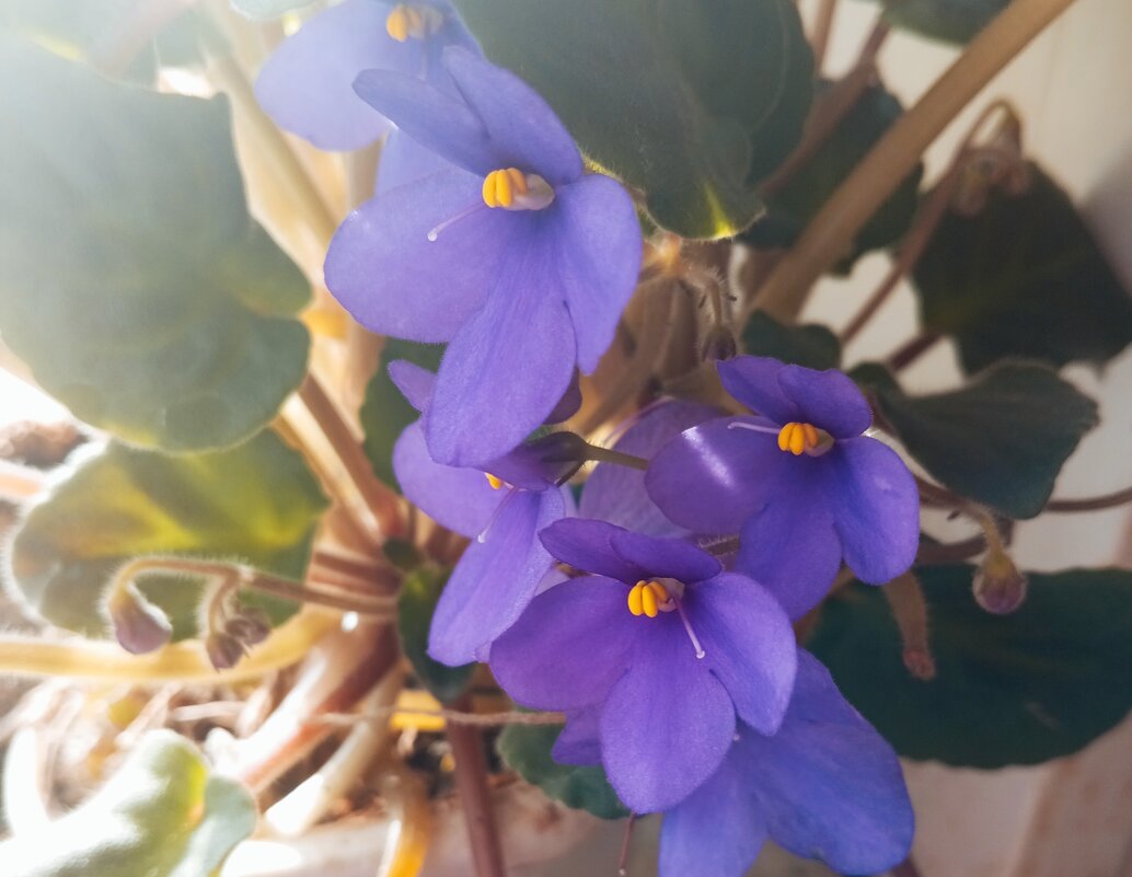 Фиалки мои - Елена Семигина