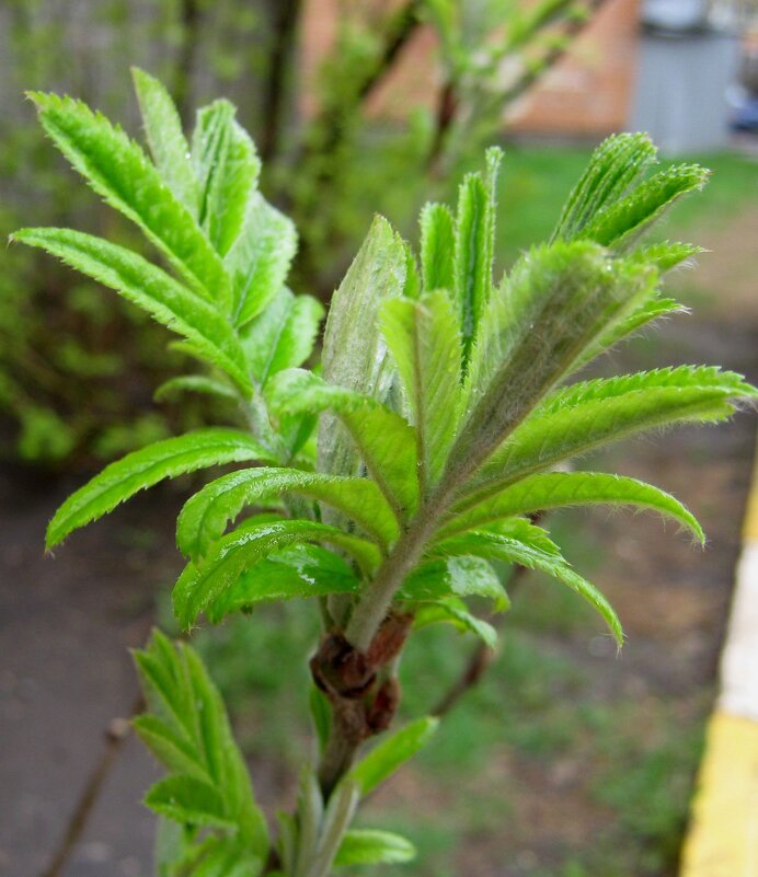 Весеннее - Елена Семигина
