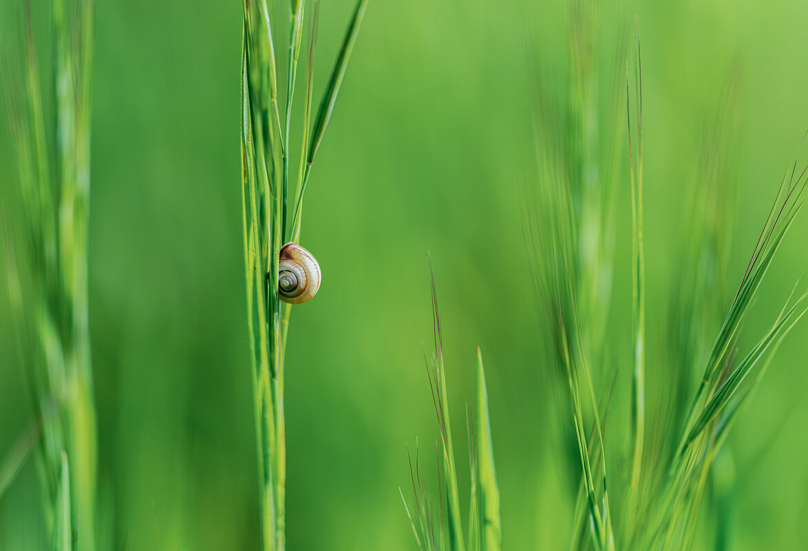 *** - Александр Григорьев