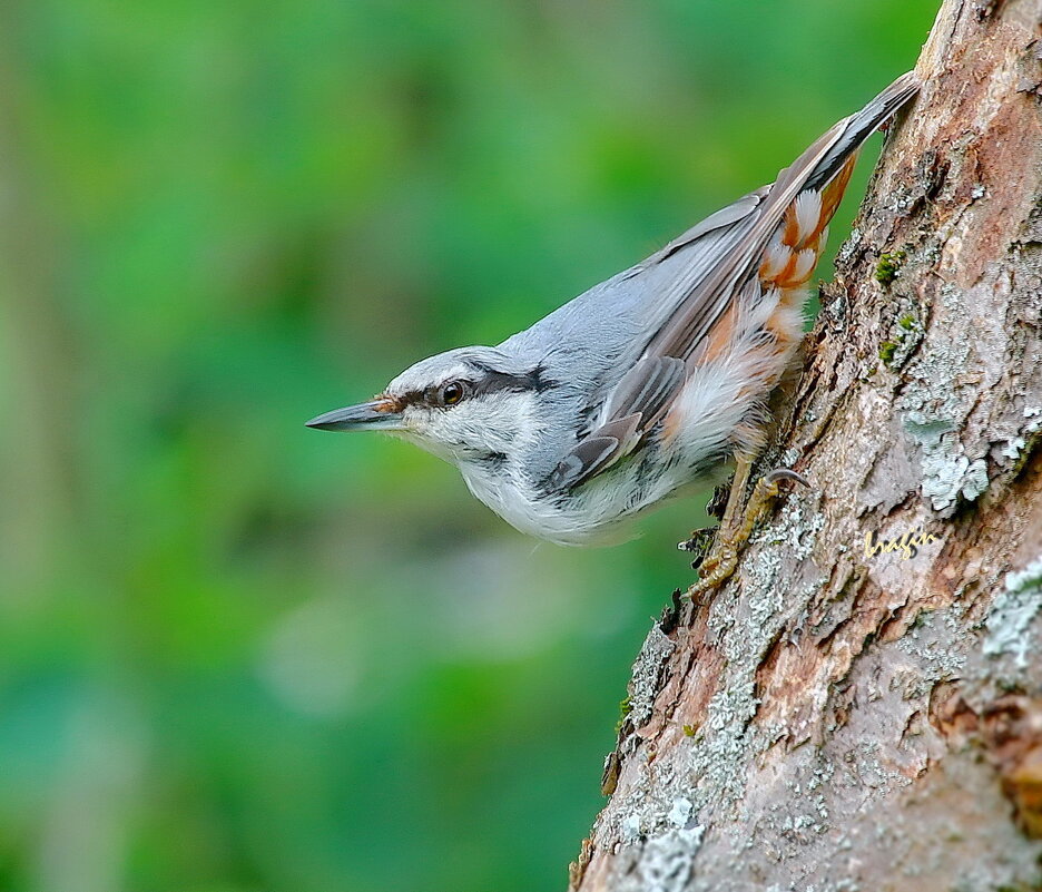 про жителей леса... - Andrey Bragin 