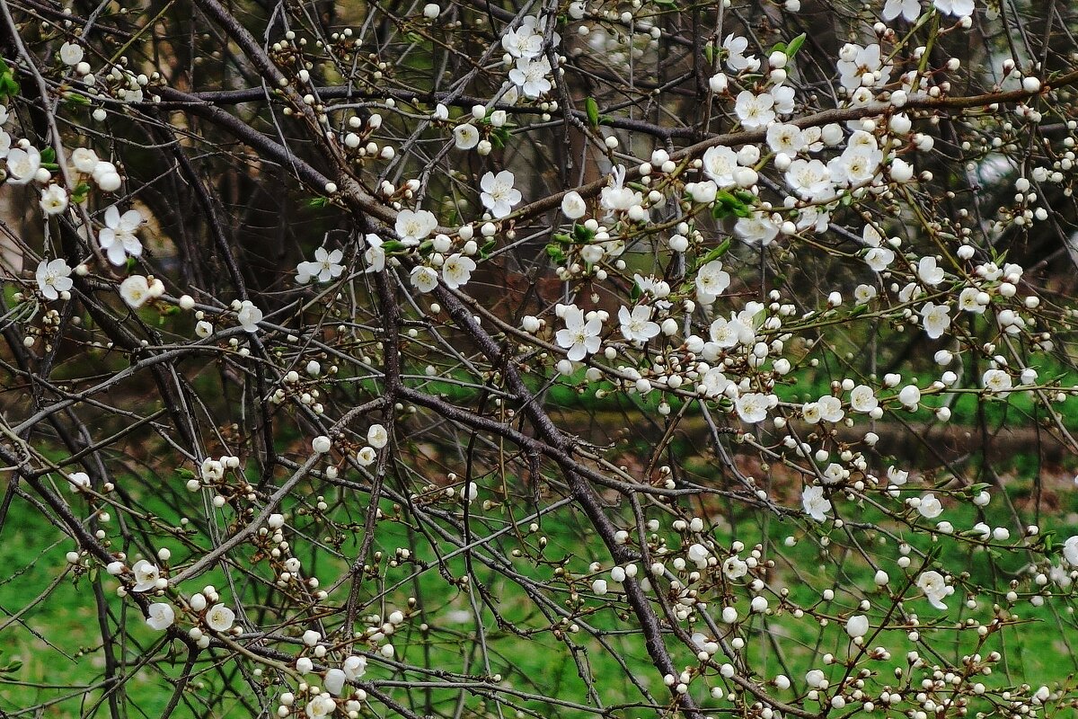 Апрельское цветение - Рита Симонова