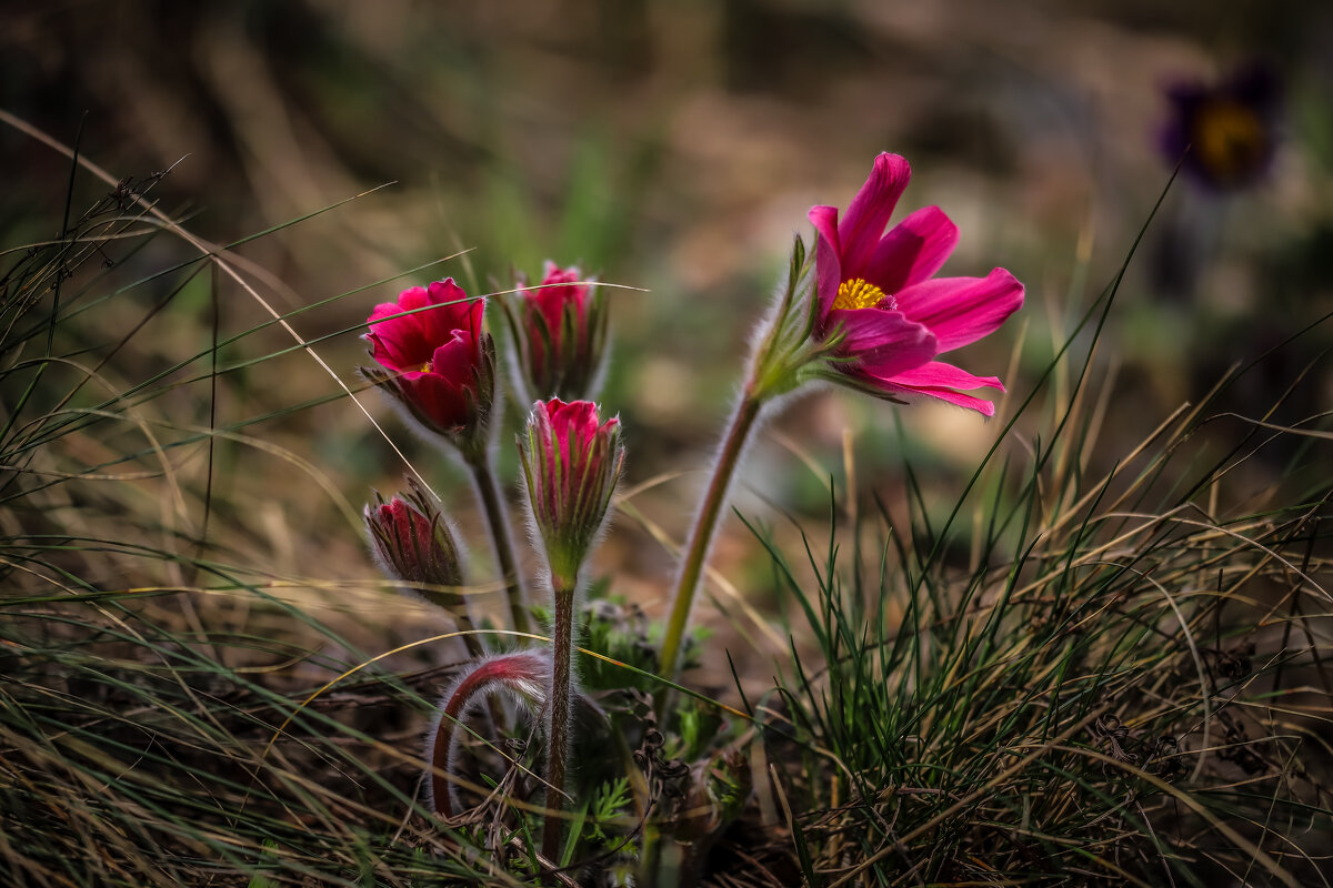 Прострел - Игорь Шевченко