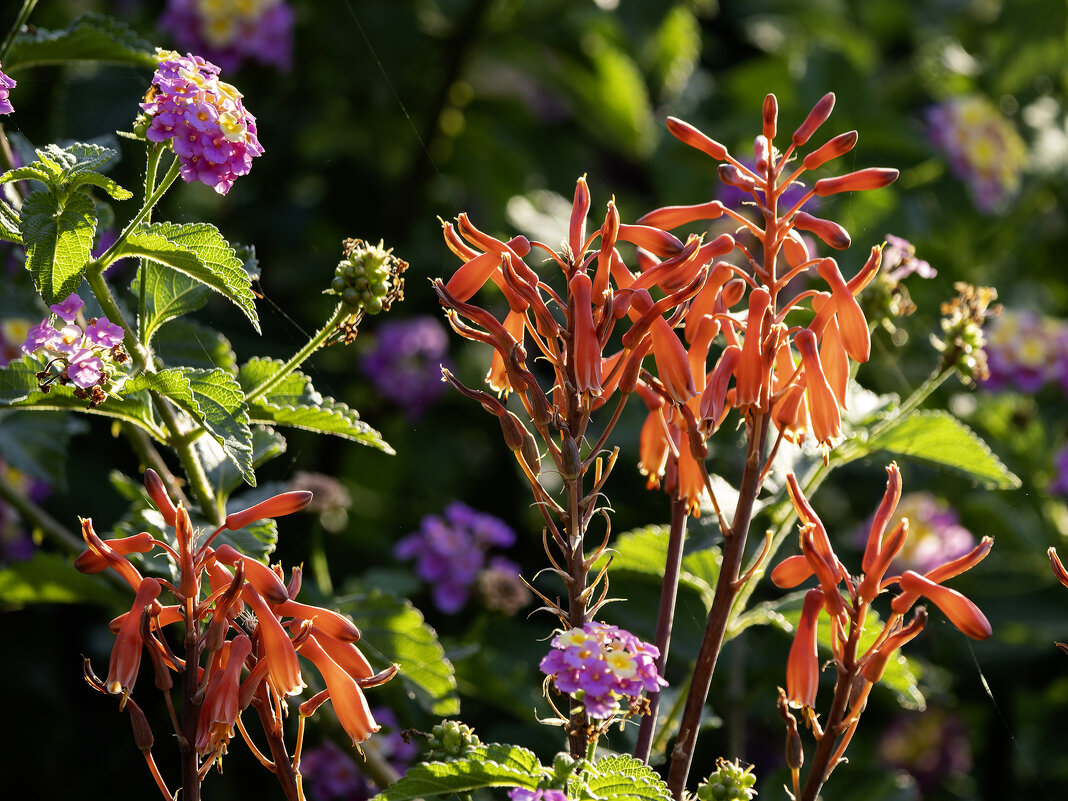 Алоэ + - Alexander Amromin