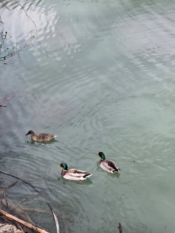 Калиновое озеро - Tata Wolf