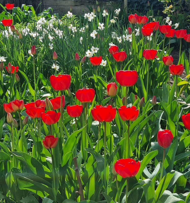 Пасхальная радость - Наталья 