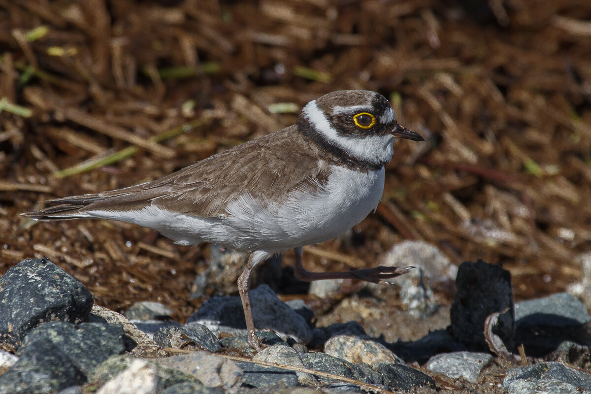 Малый зуёк - Георгий Кулаковский