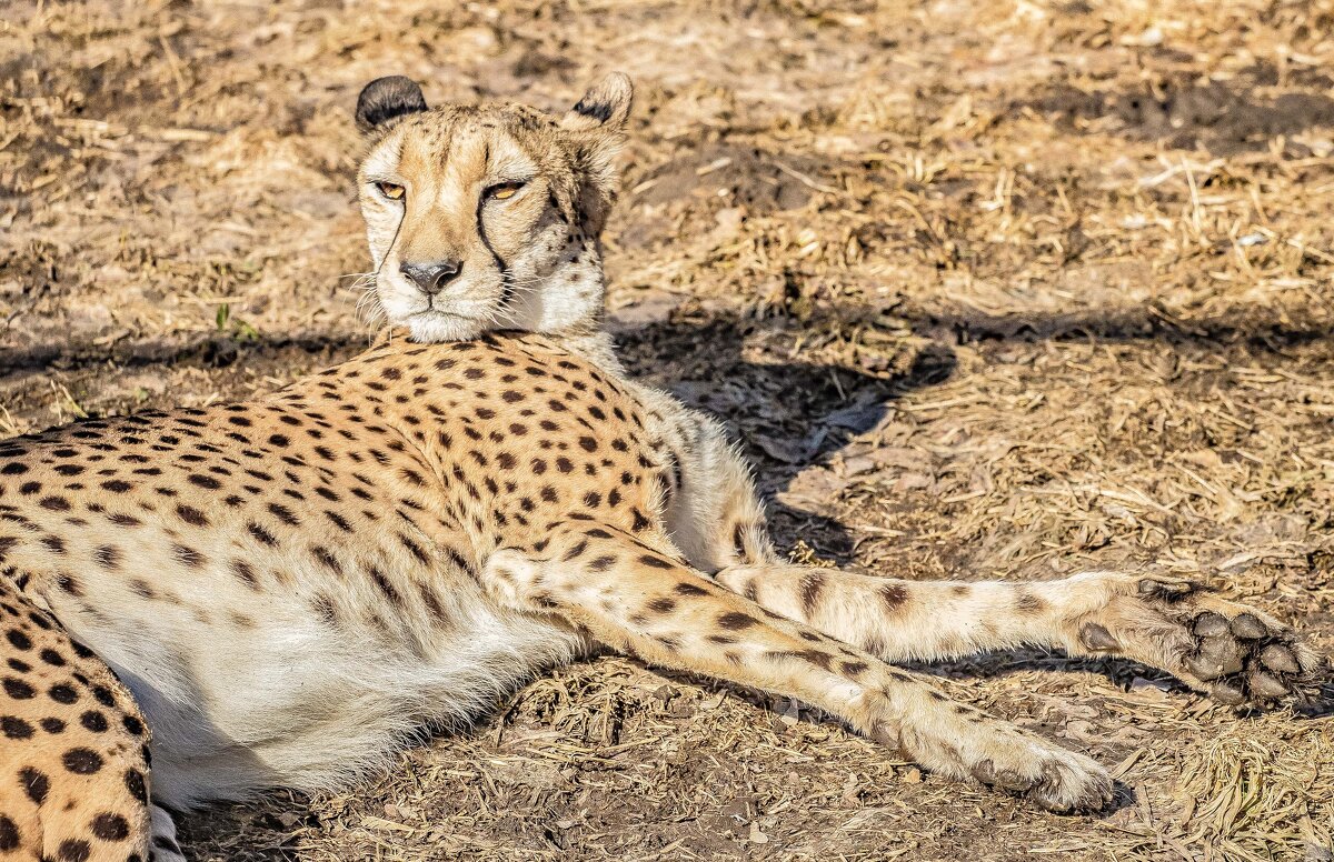 гепард - Аркадий Лаптенко