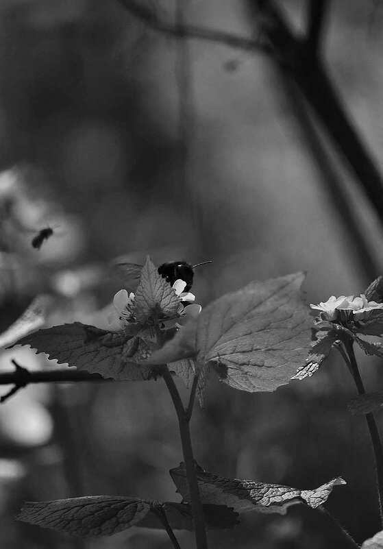 Трудовые дни насекомых в ч/б) - Алефтина 