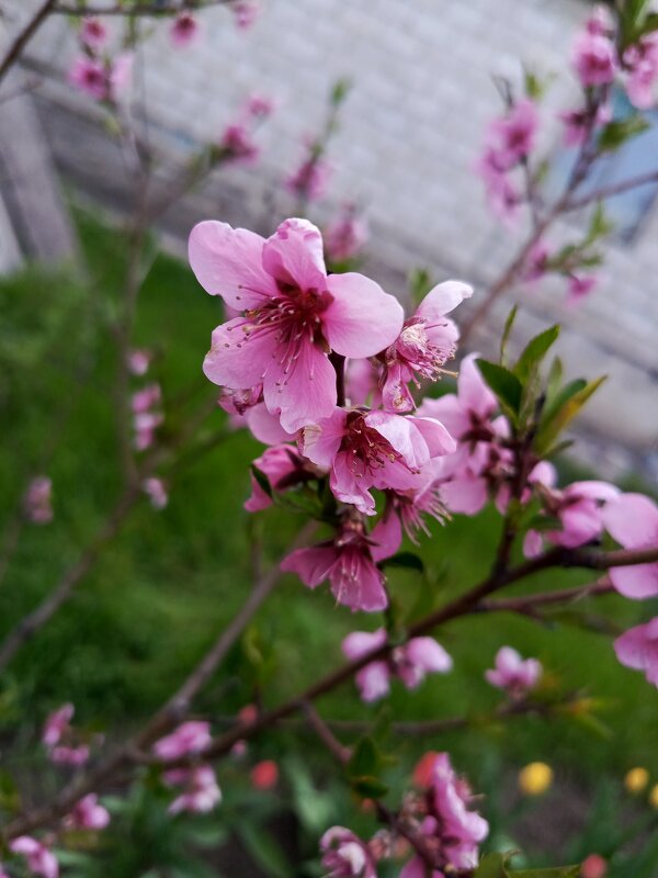 Цветения персика - Татьяна Пальчикова