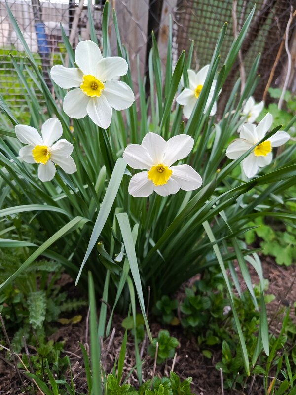 Белые нарциссы - Татьяна Пальчикова