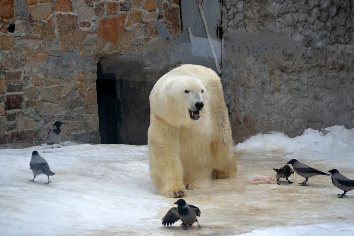 В окружении свиты - ирина 