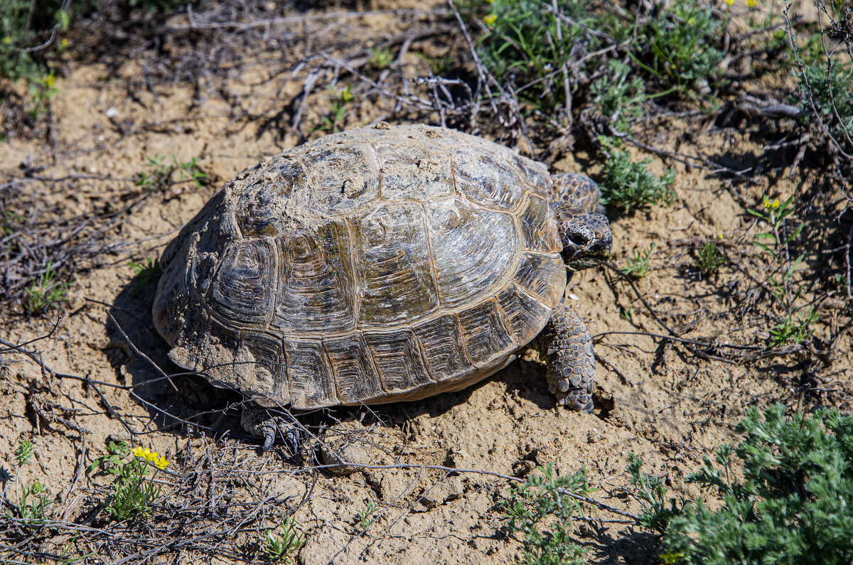 Степной тихоход - Анатолий Чикчирный
