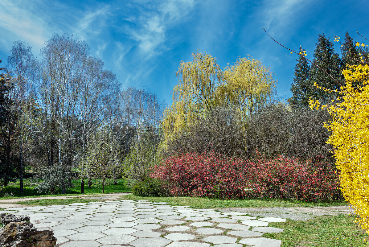 Японская айва весной - Юрий Яловенко