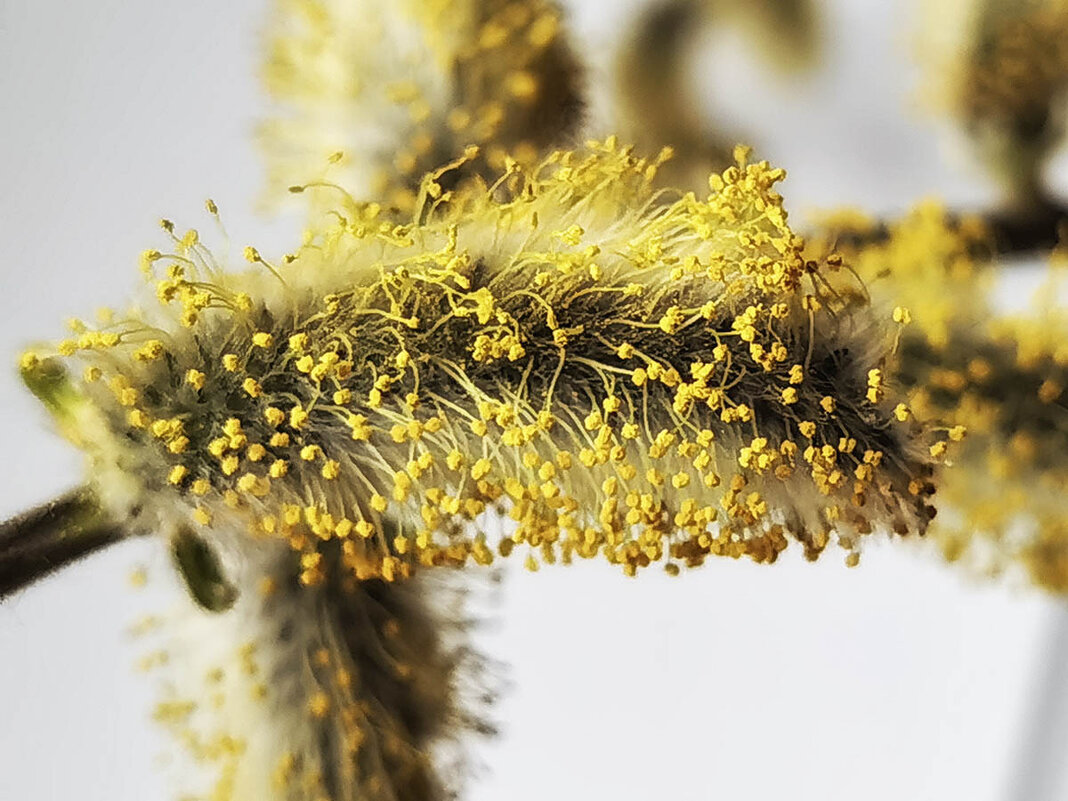 Весеннее настроение. - Лилия *