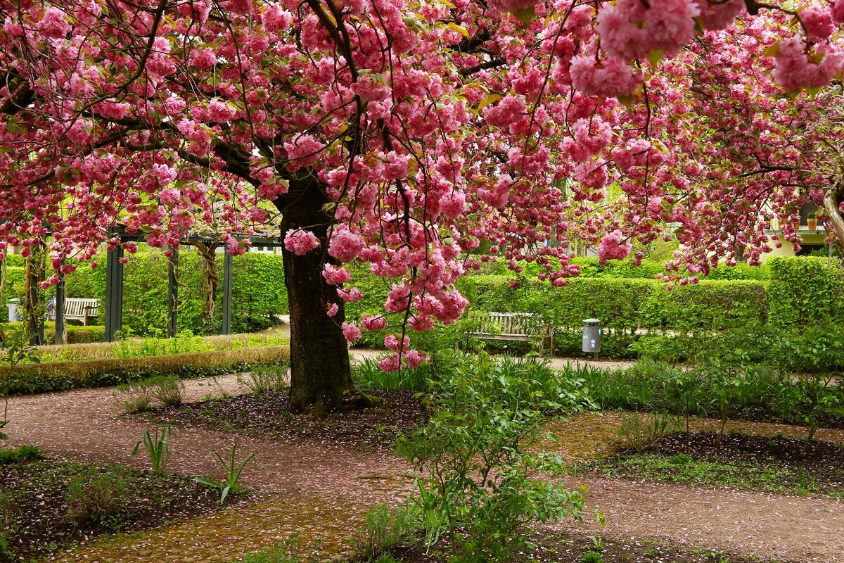 В парке сакуры - Юрий. Шмаков