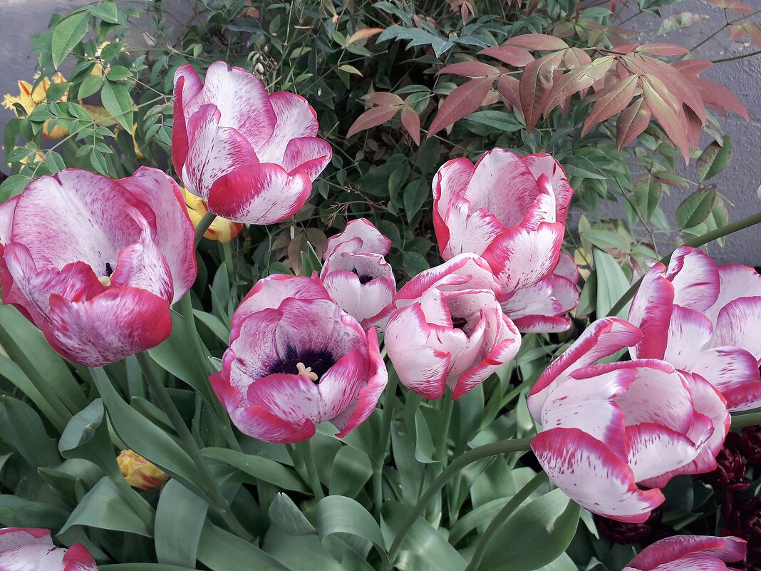 Тюльпаны - Лидия Бусурина