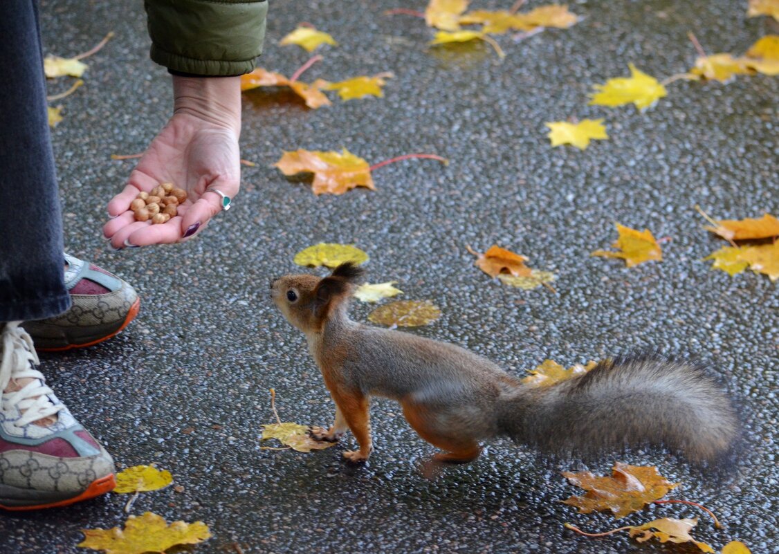 Белочка - Таня Фиалка