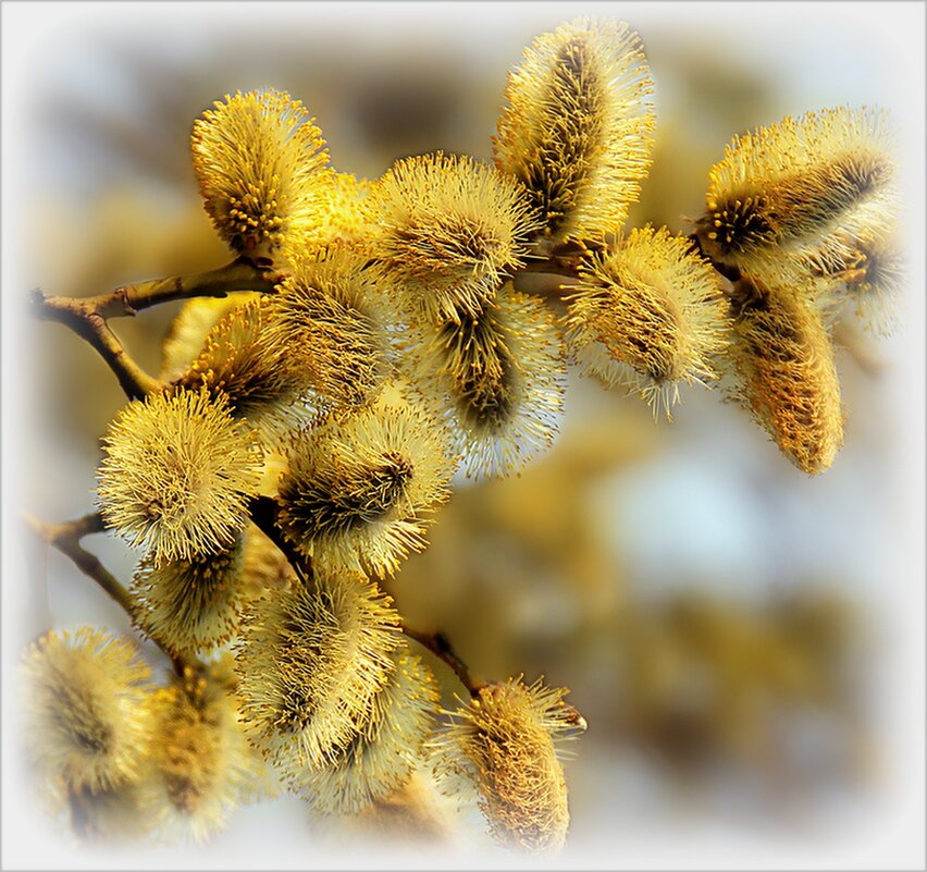 Весенняя красота( Верба) - Наталья ***