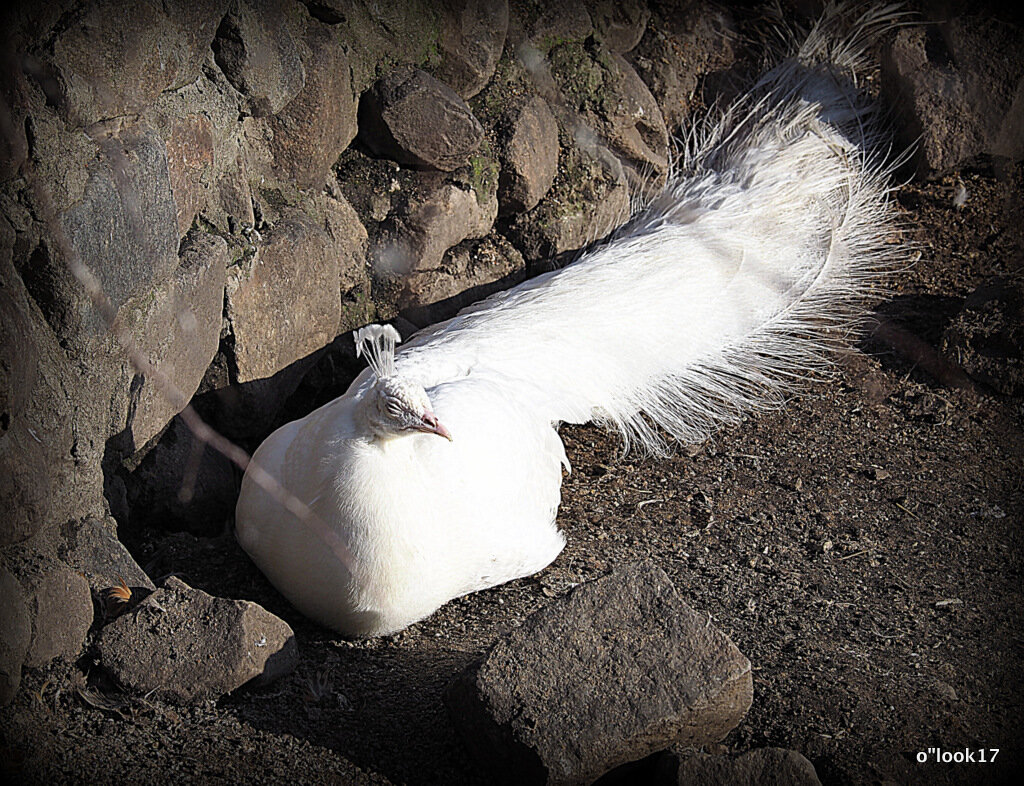 редкие птицы - Олег Лукьянов