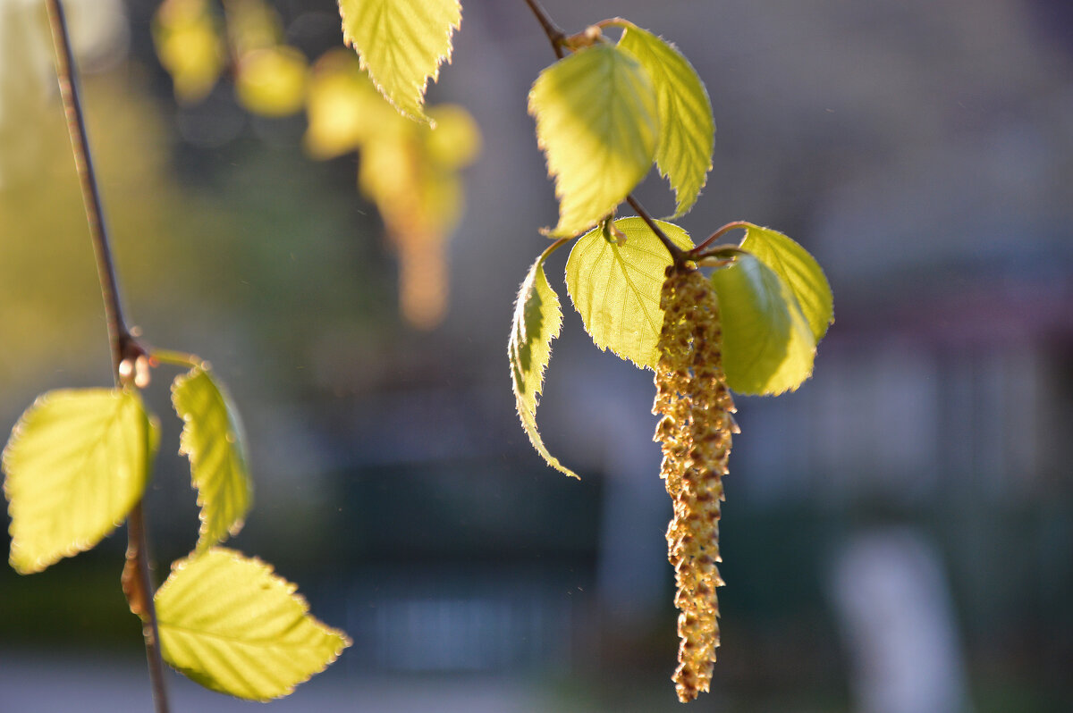 В лучах предзакатного солнца... - Надежда Куркина 