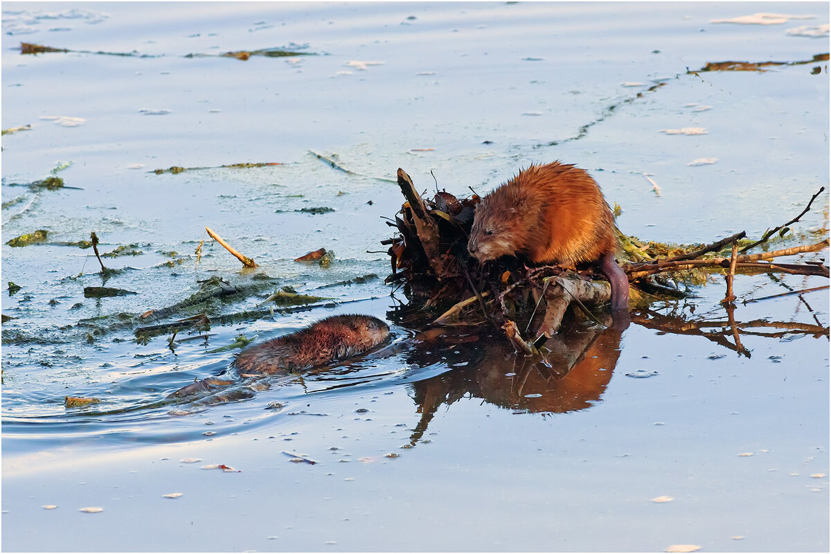 - Ну, как я сегодня плыву? - Уже значительно лучше... - Валентин Котляров