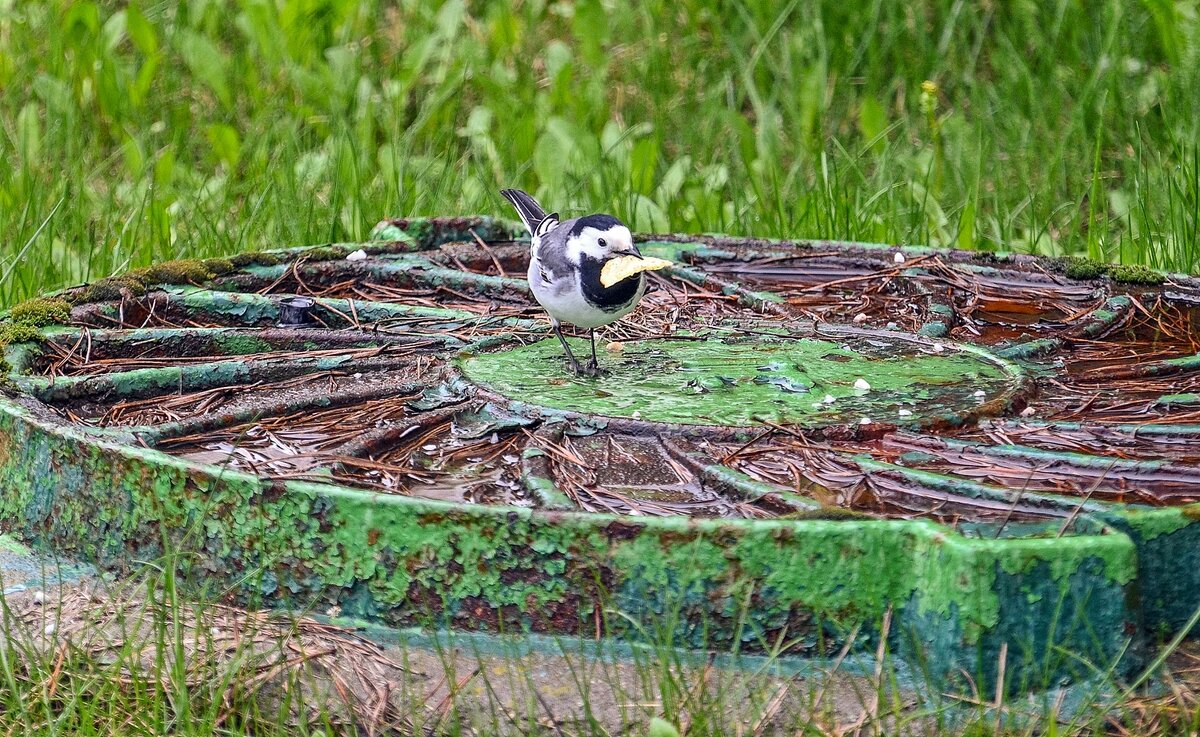 Трясогузки тоже любят чипсы - Валерий Иванович