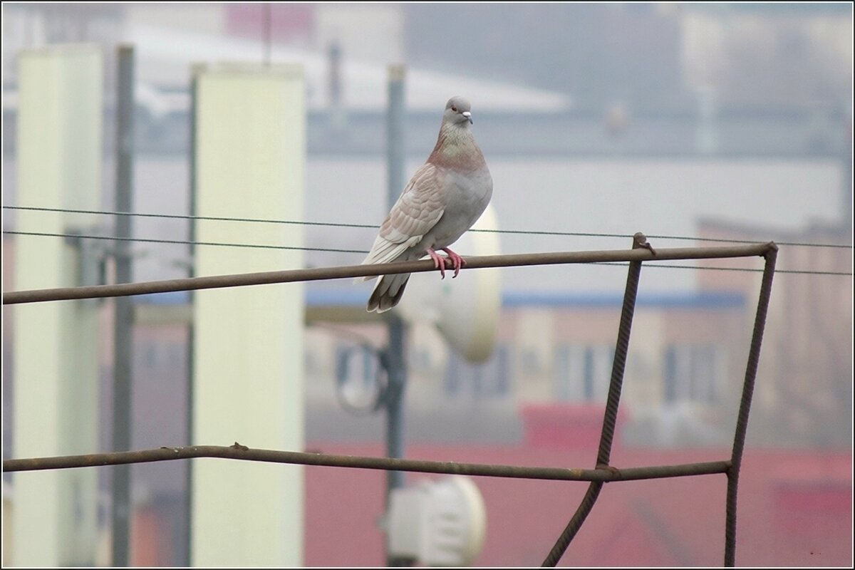 Сизый - Сеня Белгородский