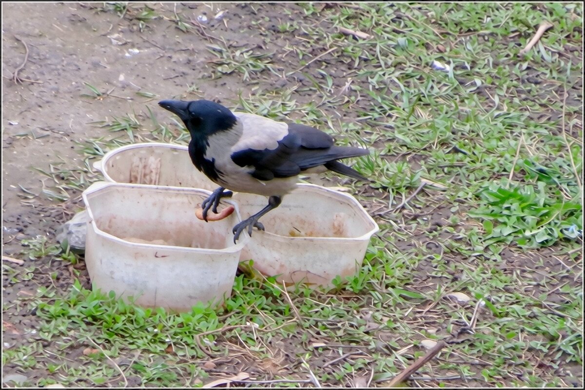 Серый - Сеня Белгородский
