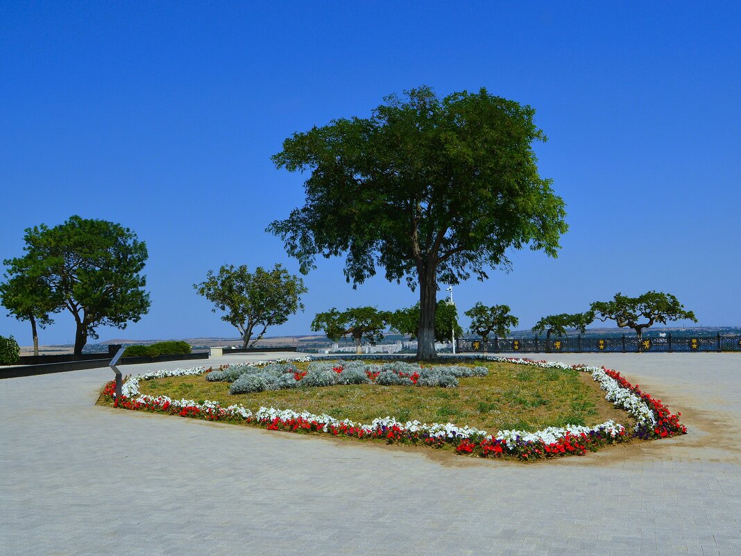 Керчь. Клумба с акацией на горе Митридат. - Пётр Чернега